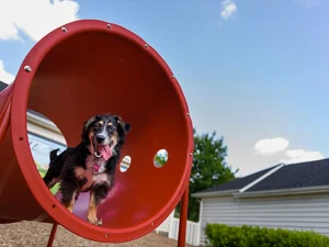Doggie-Crawl-Dog-Park-Crawl-Tunnel