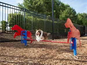 Rover-Jump-Over-Dog-Exercise-Equipment