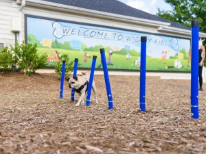 Weave-Posts-Dog-Park-Agility-Equipment