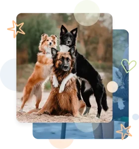 Three dogs posing together in a dog park.